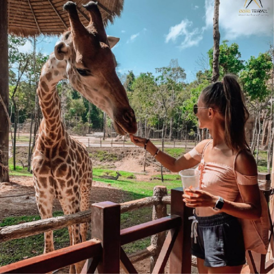 Phu Quoc Vinpearl Safari Zookeeper Tour – Feed The Animals & Experience Being An Animal Caretaker!
