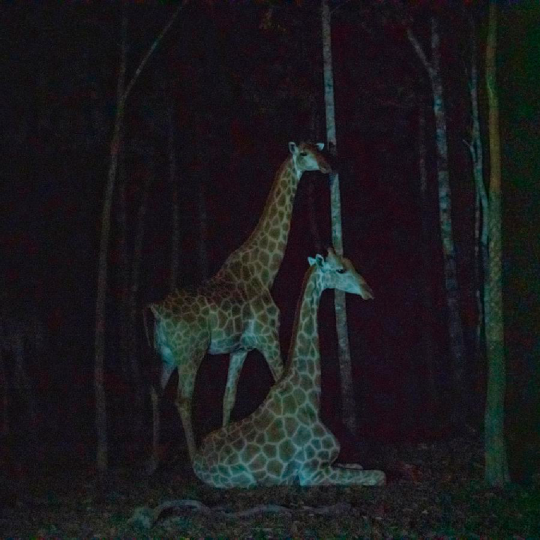 🎟️Phu Quoc Vinpearl Night Safari Tour