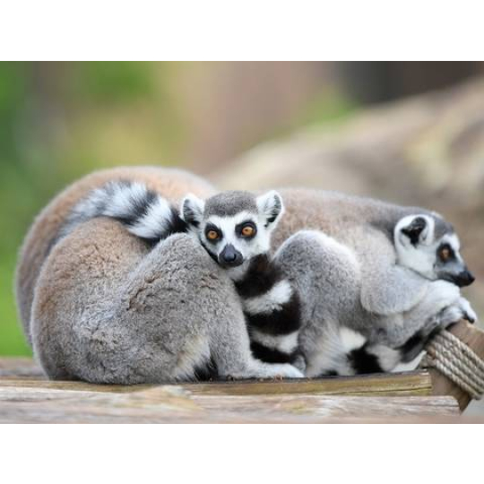 Phu Quoc Vinpearl Safari Zookeeper Tour – Feed The Animals & Experience Being An Animal Caretaker!