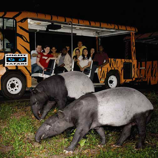 🎟️Phu Quoc Vinpearl Night Safari Tour