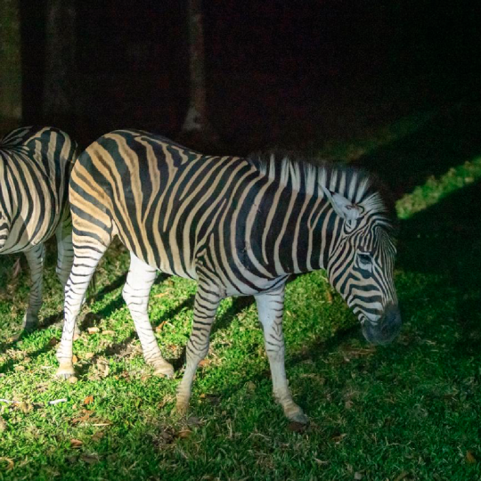 🎟️Phu Quoc Vinpearl Night Safari Tour