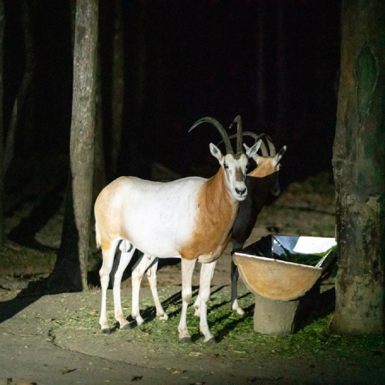 🎟️Phu Quoc Vinpearl Night Safari Tour