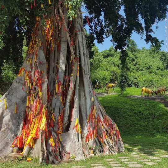 Nha Trang Yang Bay Theme Park Tour